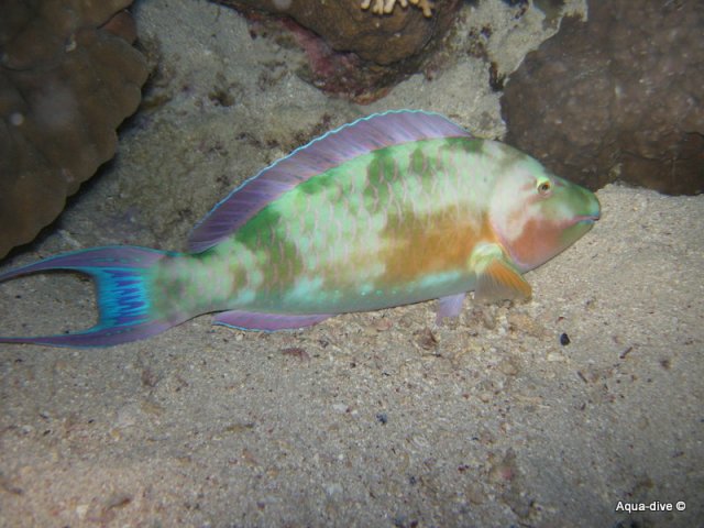 Egypte Aqua-dive(18)